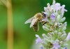 Weltbienentag am 20. Mai