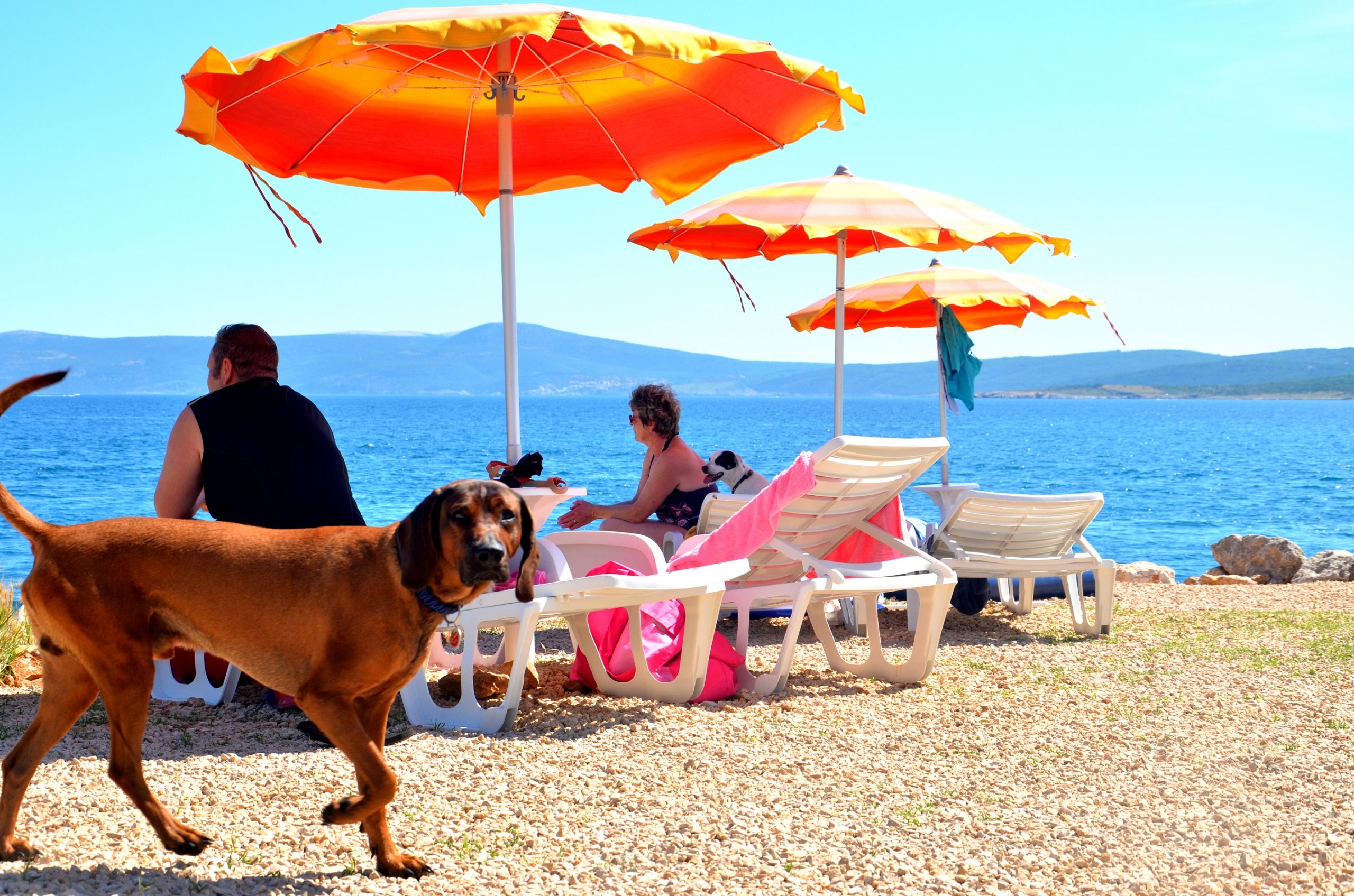 dog friendly beach and bar_Crikvenica_by Tourist Office of Crikvenica city (3).jpg