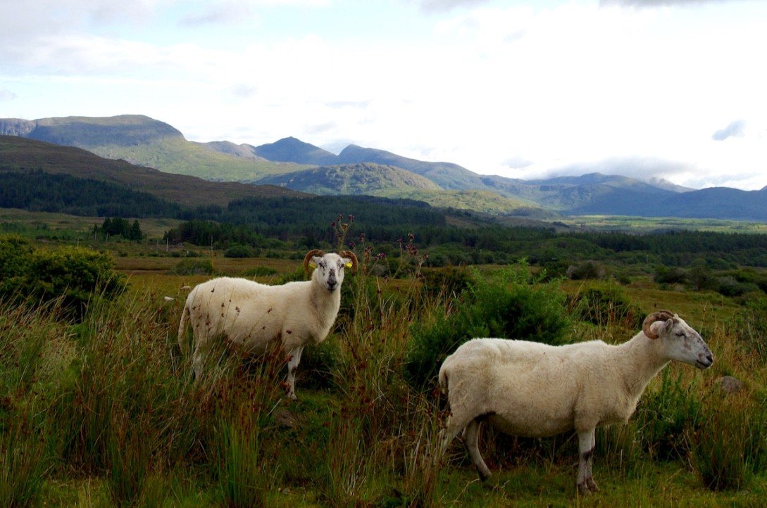 thumb_Ring of Kerry zusätzlich II_small_1024.jpg