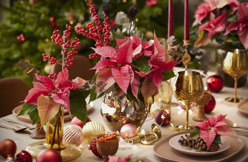 Blühender Sternenschmuck für die Adventszeit