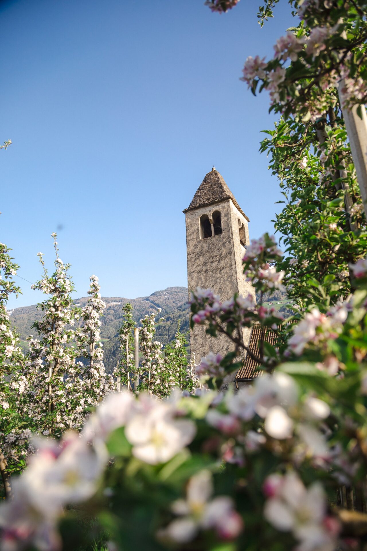 Frühling in Naturns – wo die Natur neue Energie schenkt